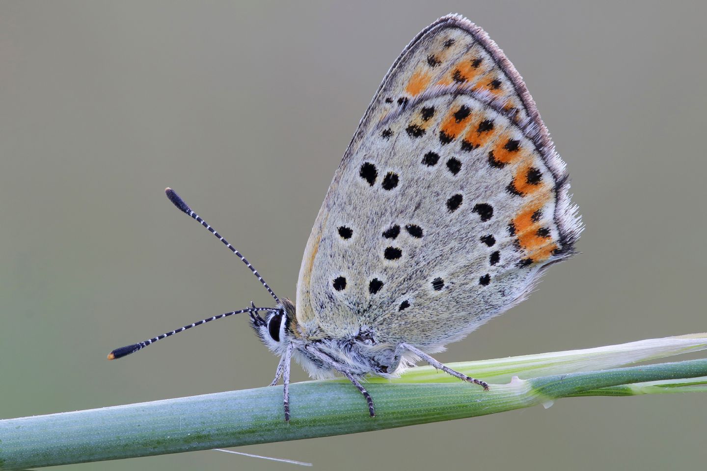 Lycaenidae - Lycaena thersamon